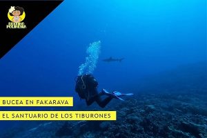 Bucear en Fakarava – El santuario de los tiburones